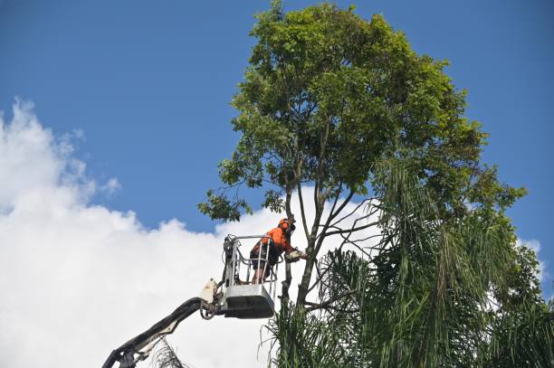 Best Firewood Processing and Delivery  in Hailey, ID