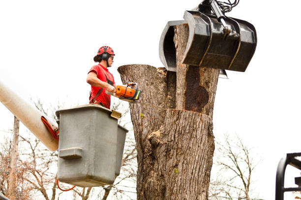 Best Leaf Removal  in Hailey, ID