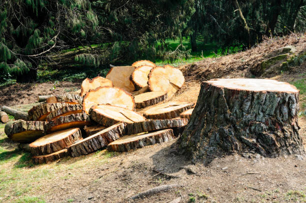 How Our Tree Care Process Works  in  Hailey, ID